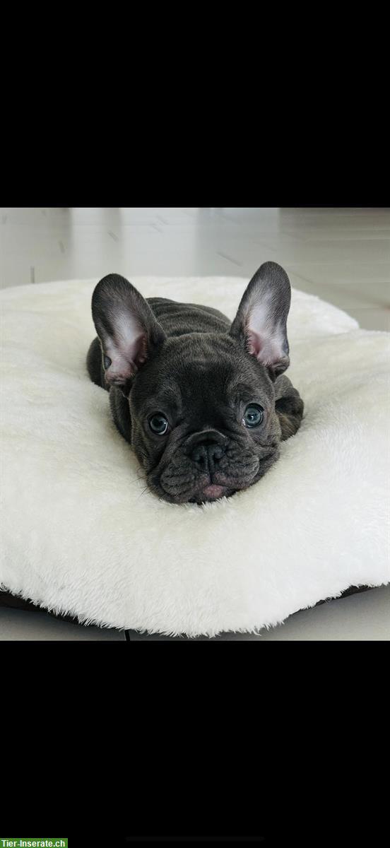 Bild 3: Verschmuste Französische Bulldogge Hündin, 2.5-jährig
