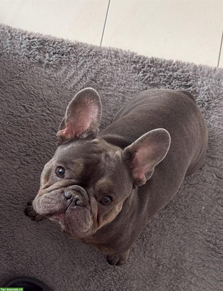 Bild 4: Verschmuste Französische Bulldogge Hündin, 2.5-jährig