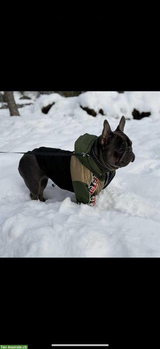 Bild 5: Verschmuste Französische Bulldogge Hündin, 2.5-jährig