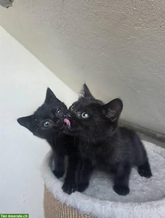 BKH Kitten, männlich und weiblich