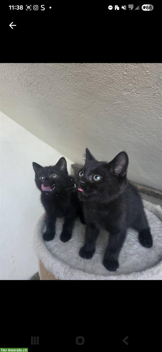 Bild 2: BKH Kitten, männlich und weiblich