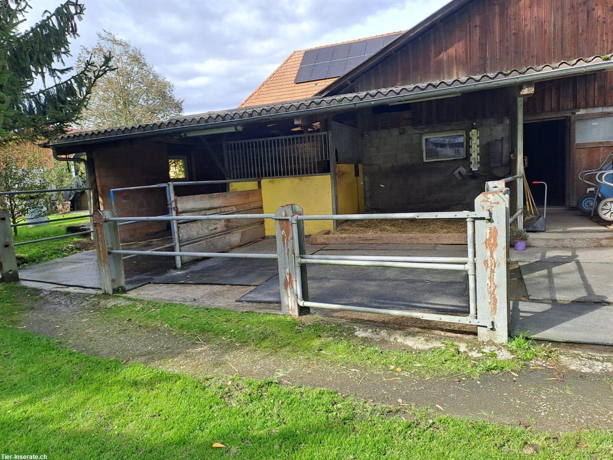 Freilaufboxe ab sofort zu vermieten in Jegenstorf BE