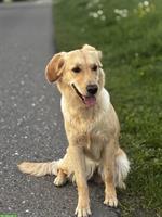 Golden Retriever Hündin, 1-jährig