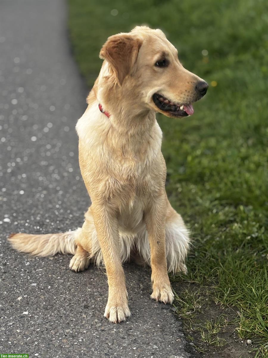 Bild 2: Golden Retriever Hündin, 1-jährig