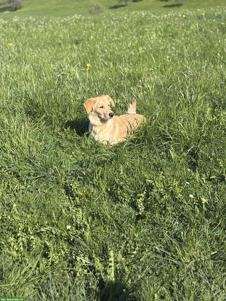 Bild 3: Golden Retriever Hündin, 1-jährig
