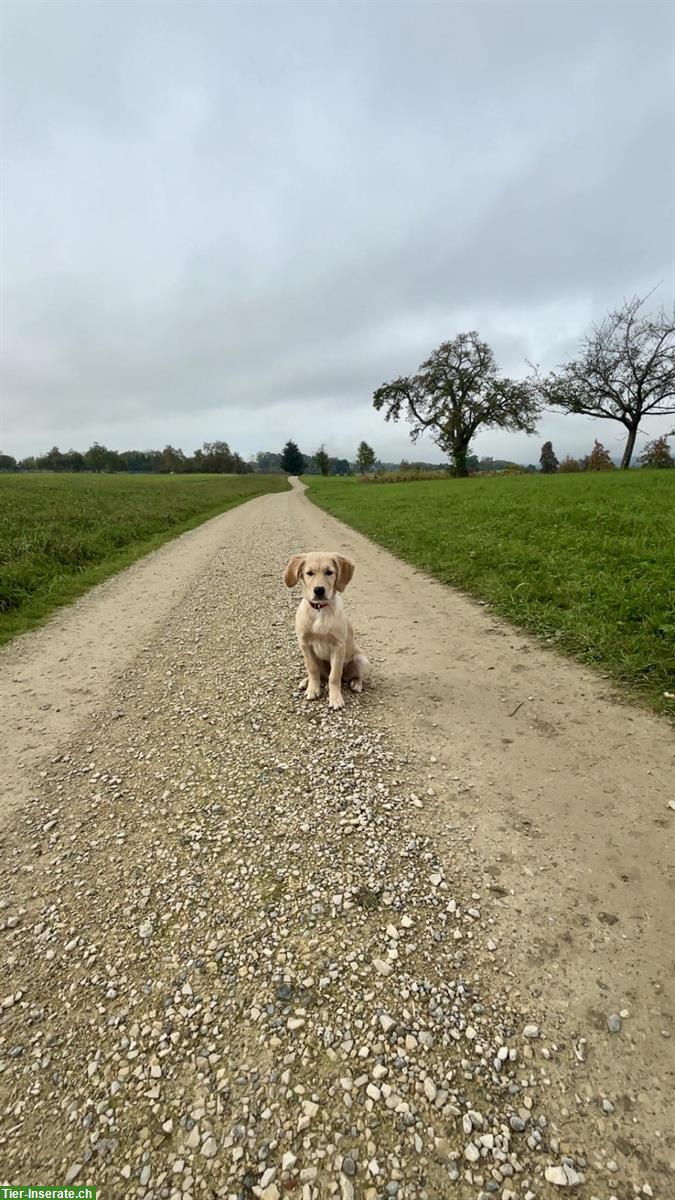 Bild 4: Golden Retriever Hündin, 1-jährig
