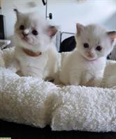 Reinrassige Ragdoll Kätzchen zum verkaufen