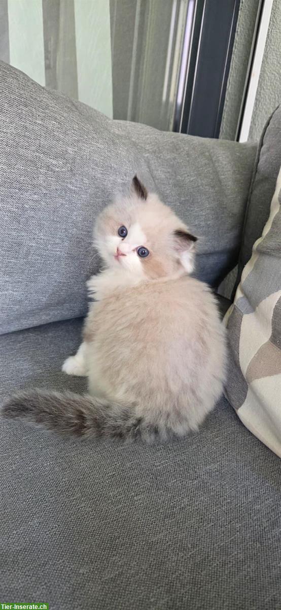 Bild 4: Reinrassige Ragdoll Kätzchen zum verkaufen