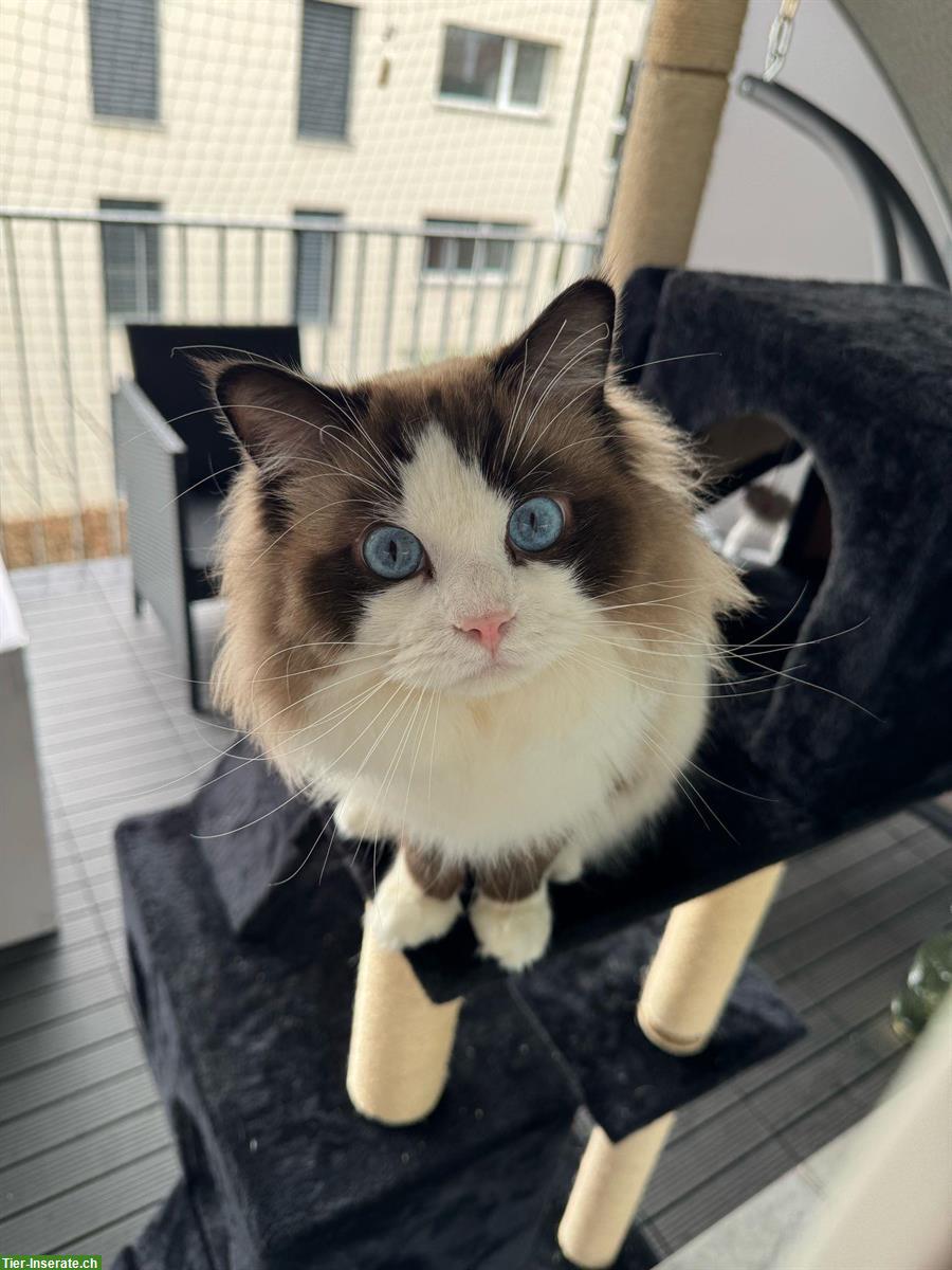 Bild 5: Reinrassige Ragdoll Kätzchen zum verkaufen