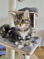 Sibirische Waldkatzen Kitten, weiblich zu verkaufen