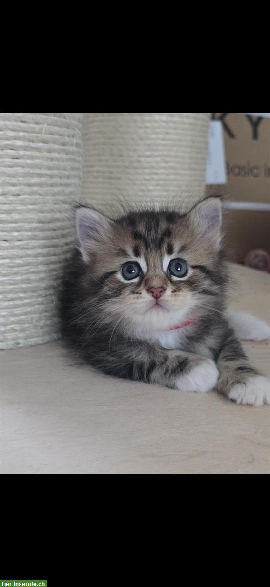 Bild 2: Sibirische Waldkatzen Kitten, weiblich zu verkaufen