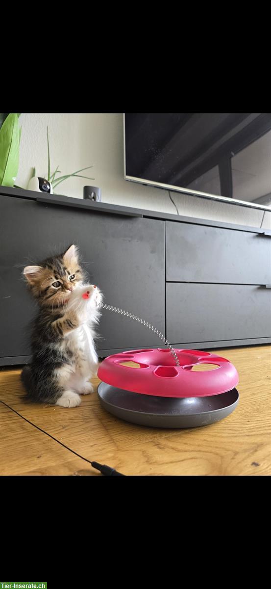 Bild 3: Sibirische Waldkatzen Kitten, weiblich zu verkaufen