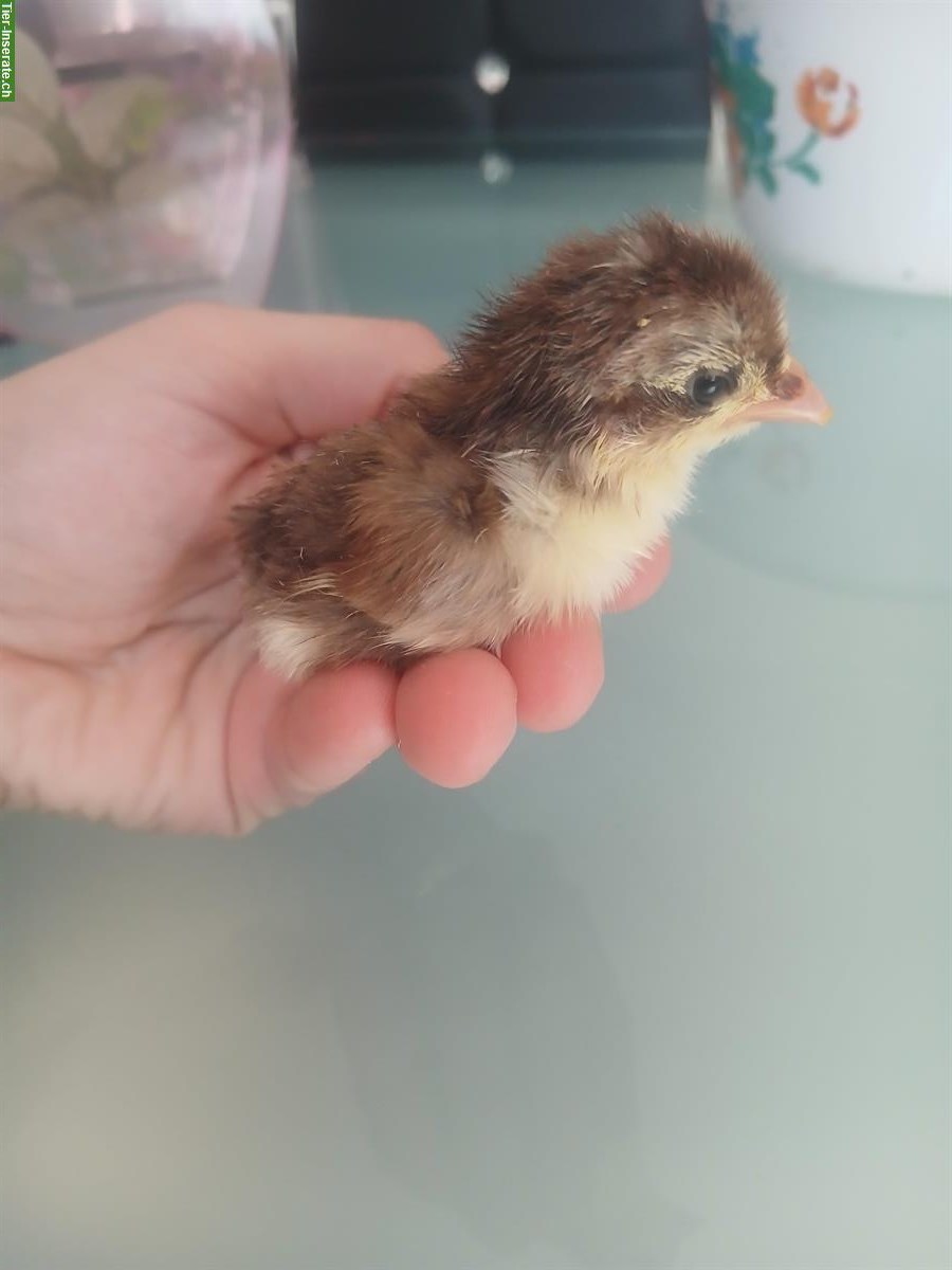 Serama Küken, Zwergseiden/Serama mix Küken