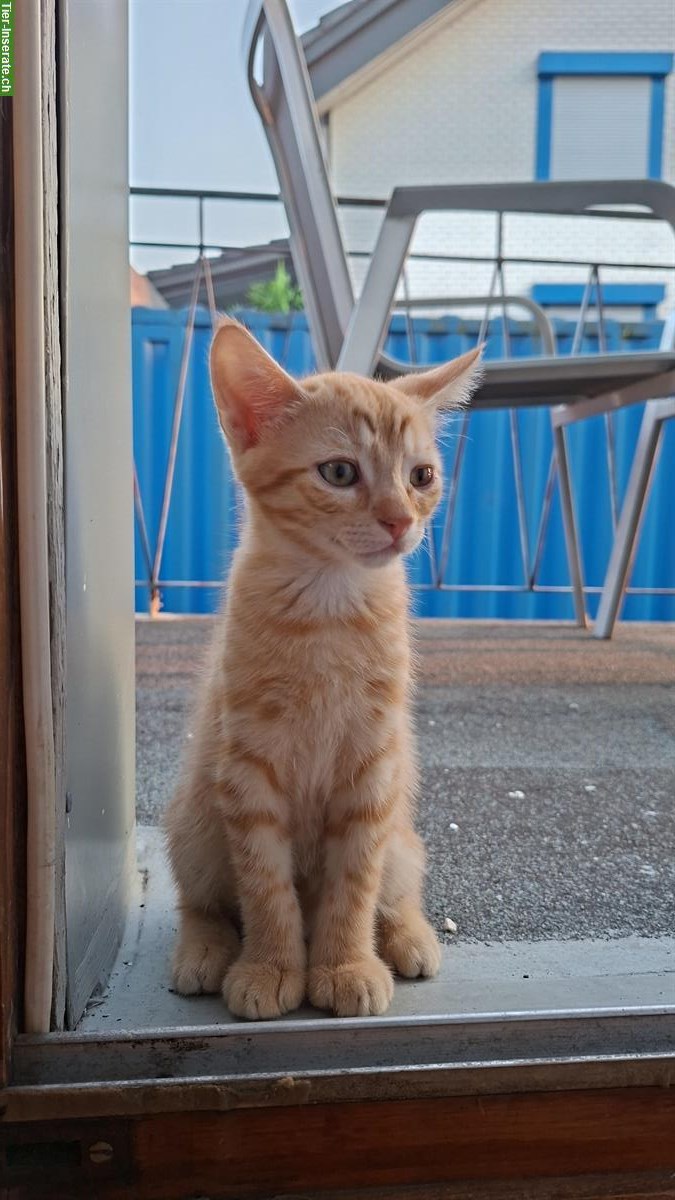 Junger Kater vom Bauernhof sucht neues Zuhause