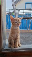 Junger Kater vom Bauernhof sucht neues Zuhause