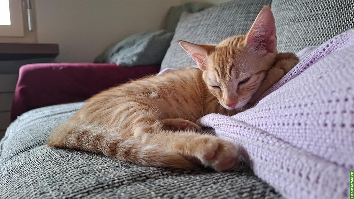 Bild 2: Junger Kater vom Bauernhof sucht neues Zuhause