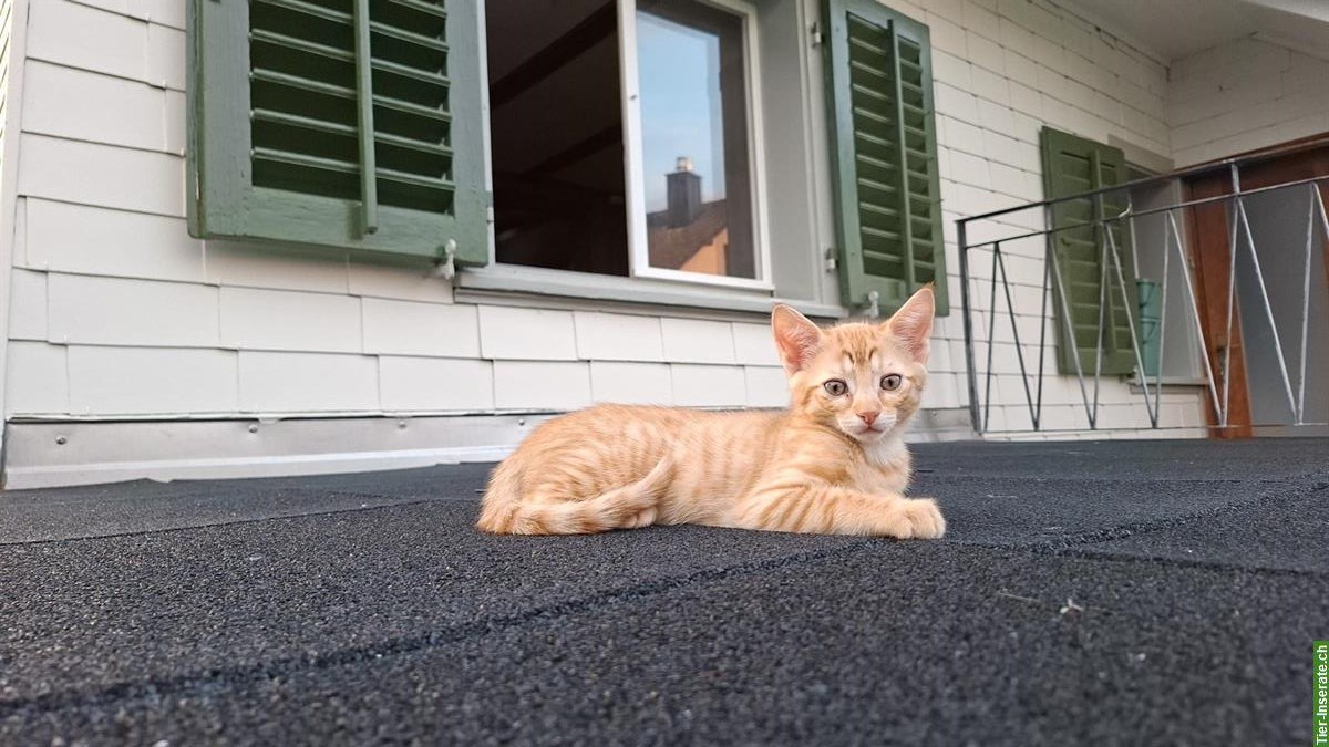 Bild 3: Junger Kater vom Bauernhof sucht neues Zuhause