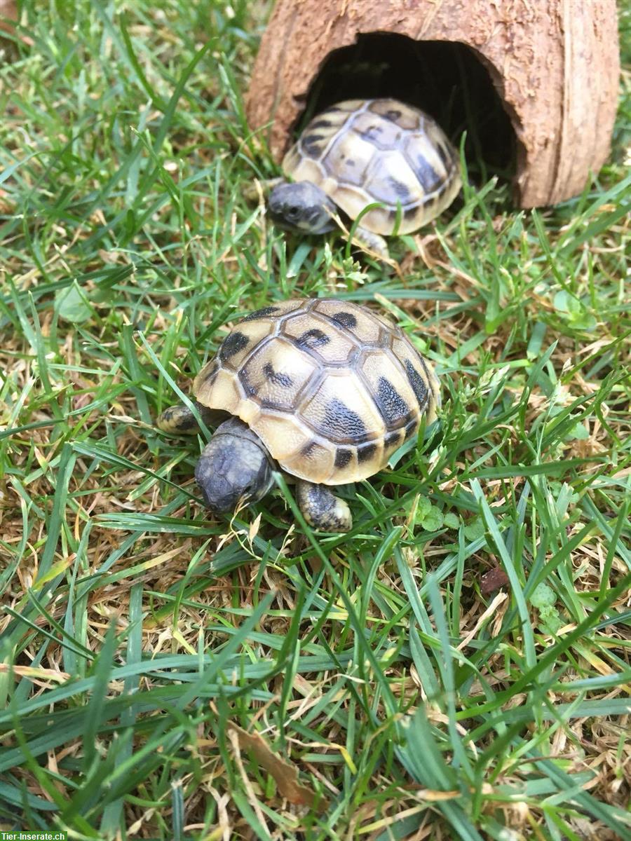 Griechische Landschildkröten Babys, Jahrgang 2025 zu verkaufen