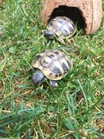 Griechische Landschildkröten Babys, Jahrgang 2025 zu verkaufen