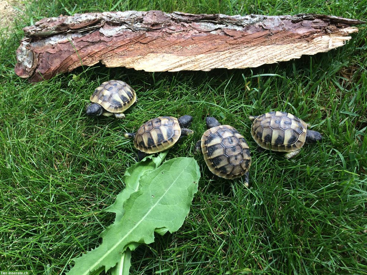 Bild 2: Griechische Landschildkröten Babys, Jahrgang 2025 zu verkaufen