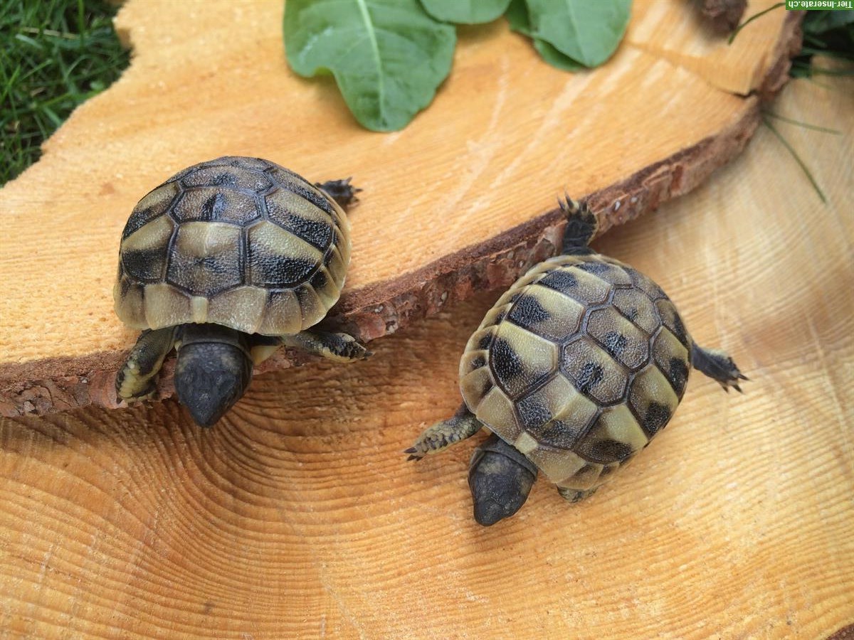 Bild 3: Griechische Landschildkröten Babys, Jahrgang 2025 zu verkaufen