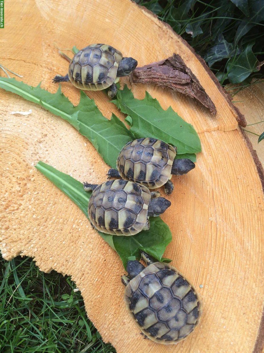 Bild 4: Griechische Landschildkröten Babys, Jahrgang 2025 zu verkaufen