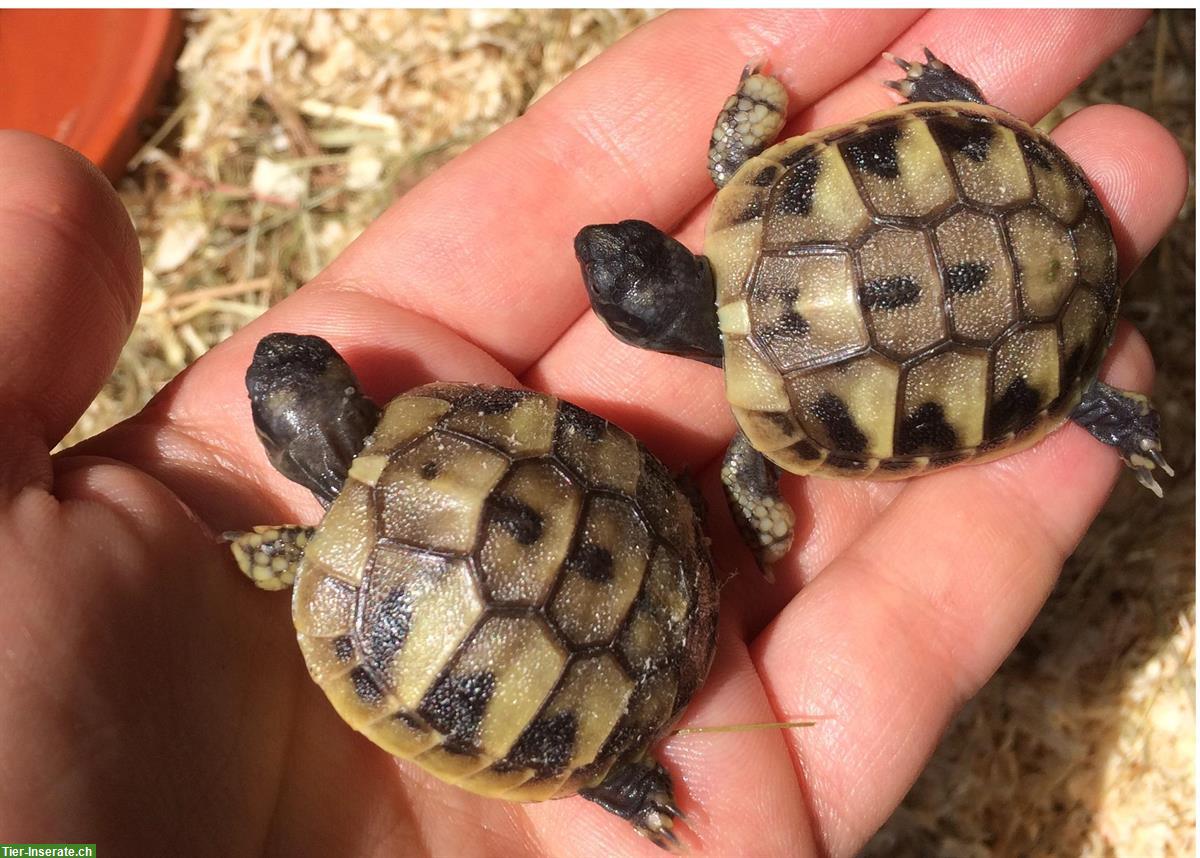 Bild 5: Griechische Landschildkröten Babys, Jahrgang 2025 zu verkaufen