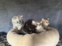 Britisch Langhaar Kitten in verschiedenen Farben