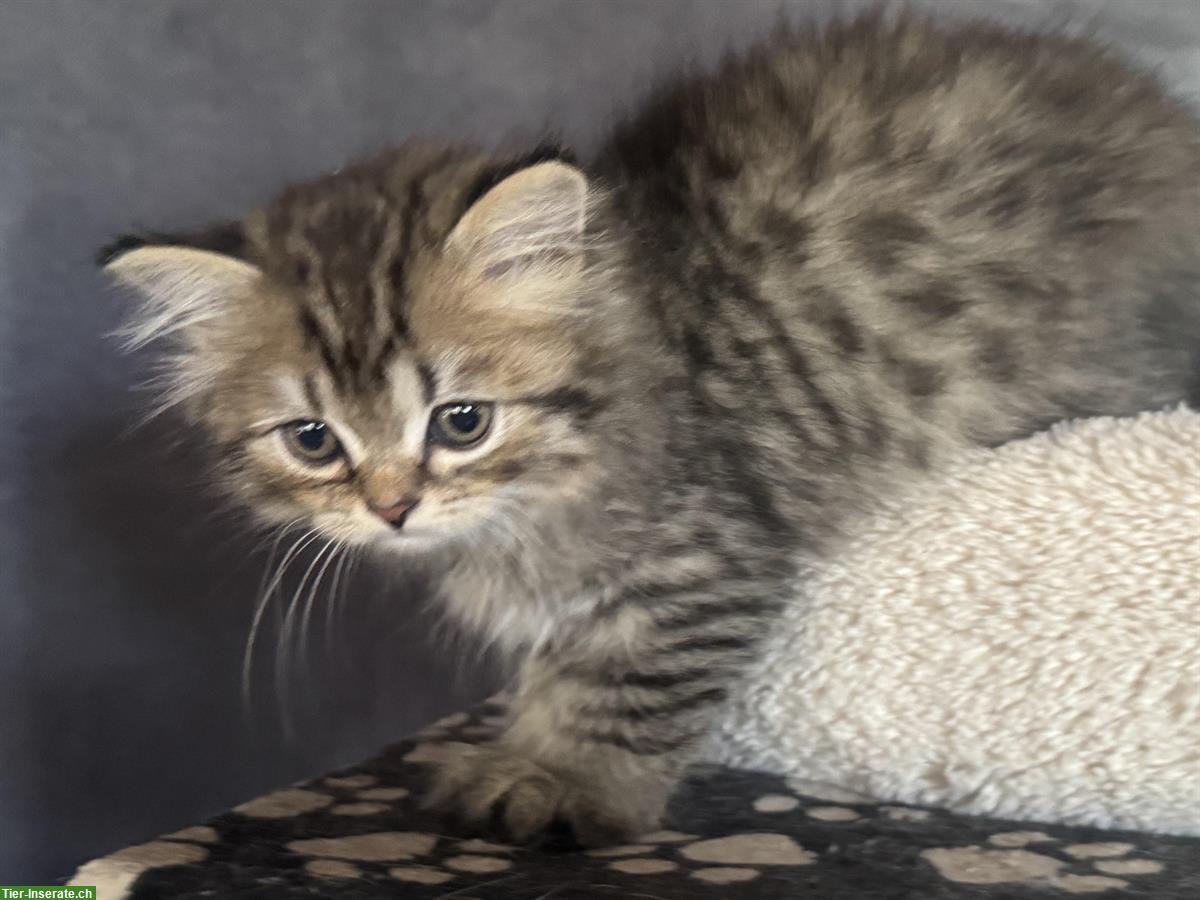 Bild 2: Britisch Langhaar Kitten in verschiedenen Farben