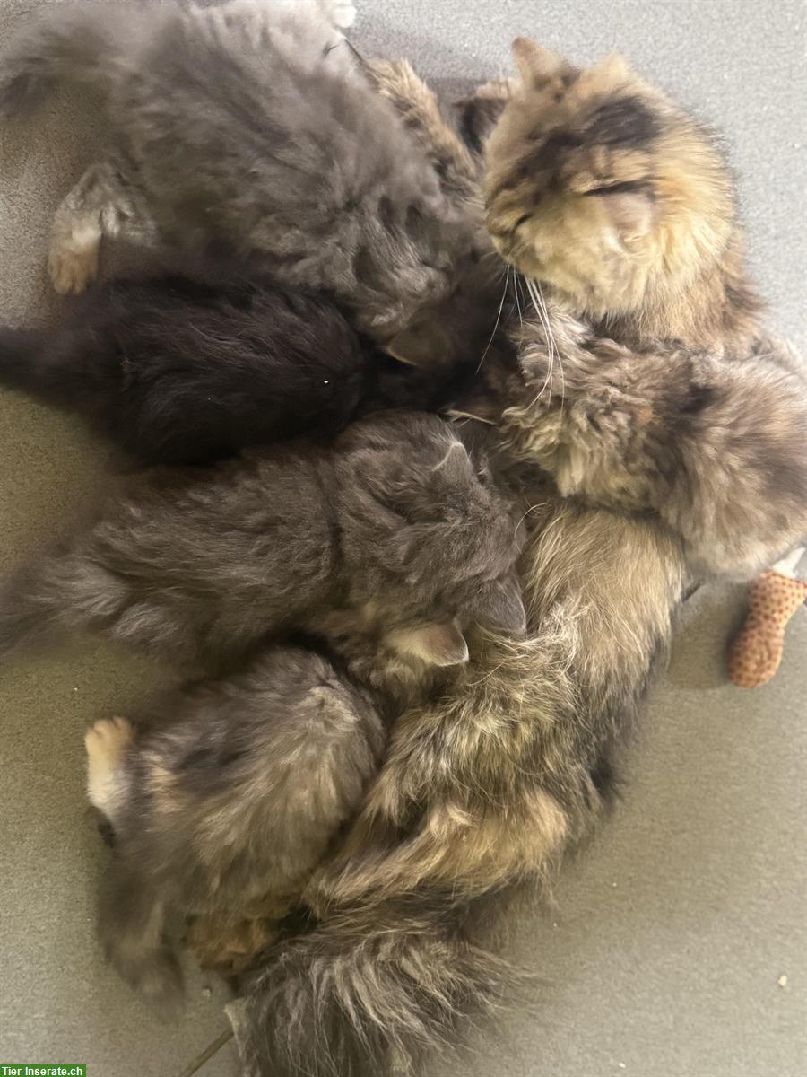 Bild 3: Britisch Langhaar Kitten in verschiedenen Farben