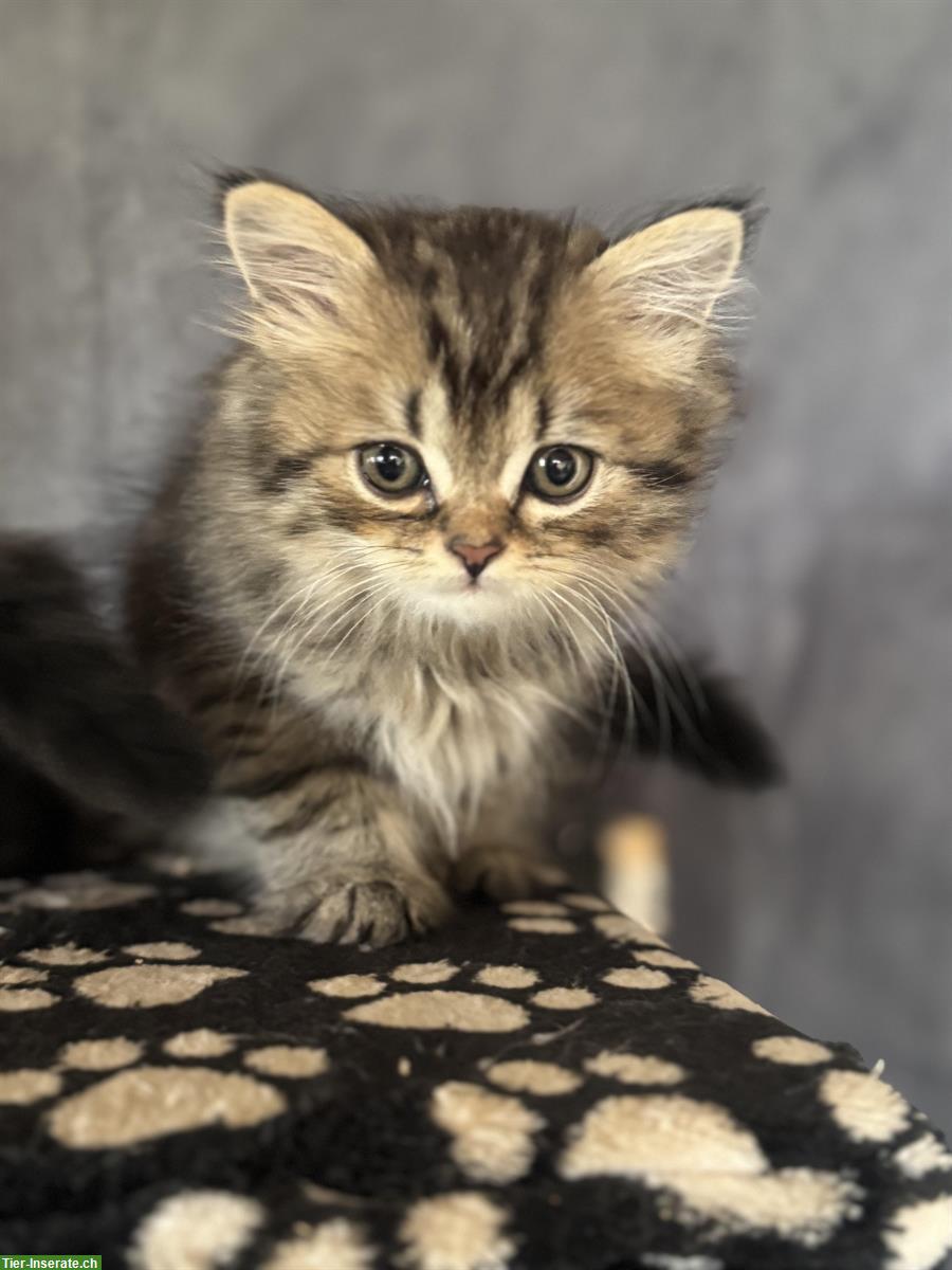 Bild 4: Britisch Langhaar Kitten in verschiedenen Farben