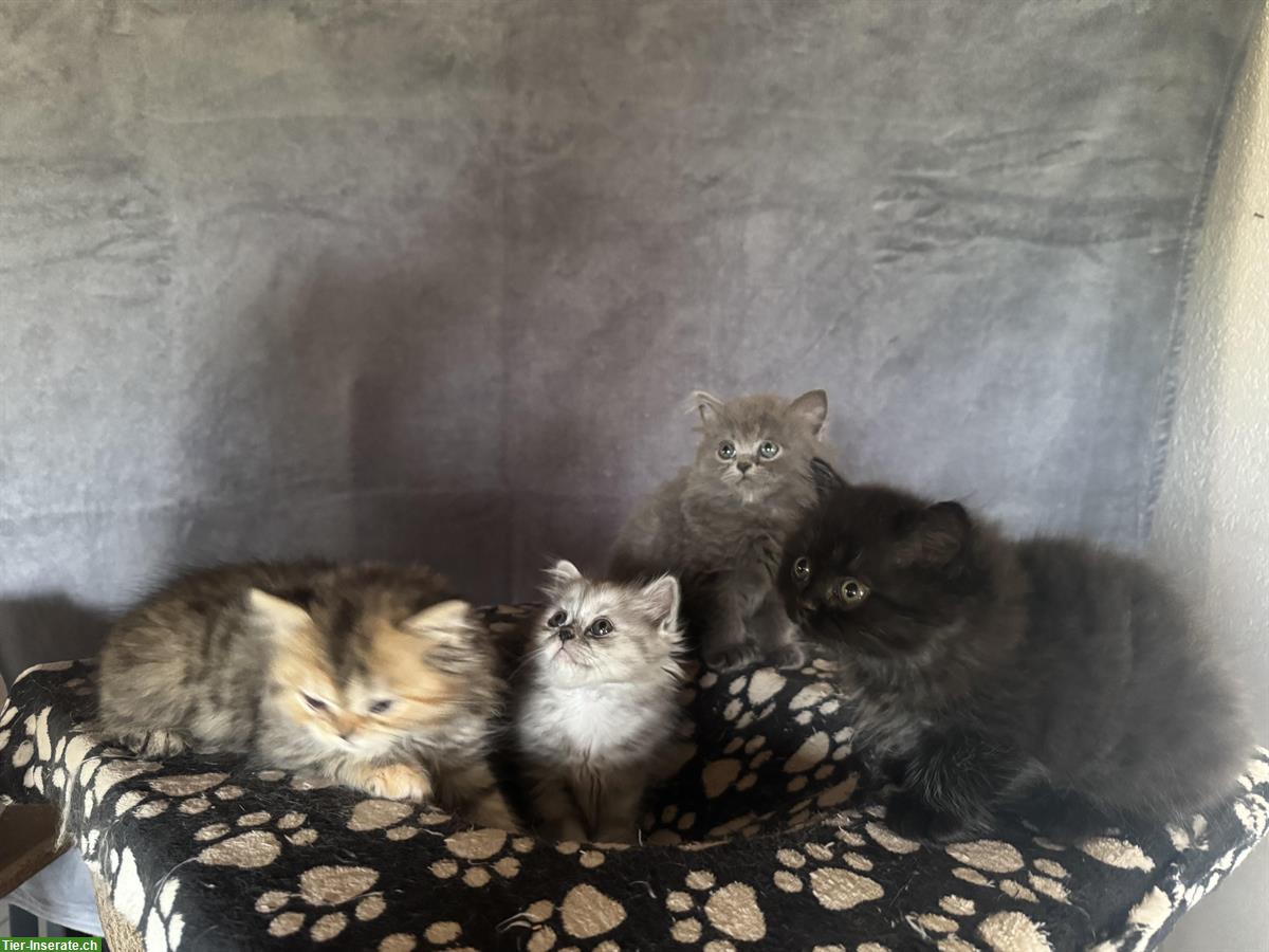 Bild 5: Britisch Langhaar Kitten in verschiedenen Farben