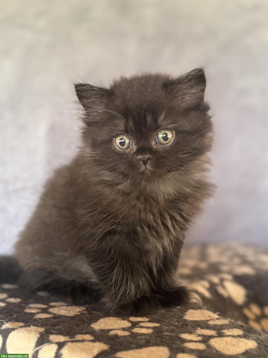 Bild 6: Britisch Langhaar Kitten in verschiedenen Farben