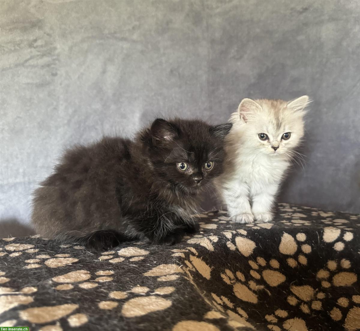 Bild 7: Britisch Langhaar Kitten in verschiedenen Farben