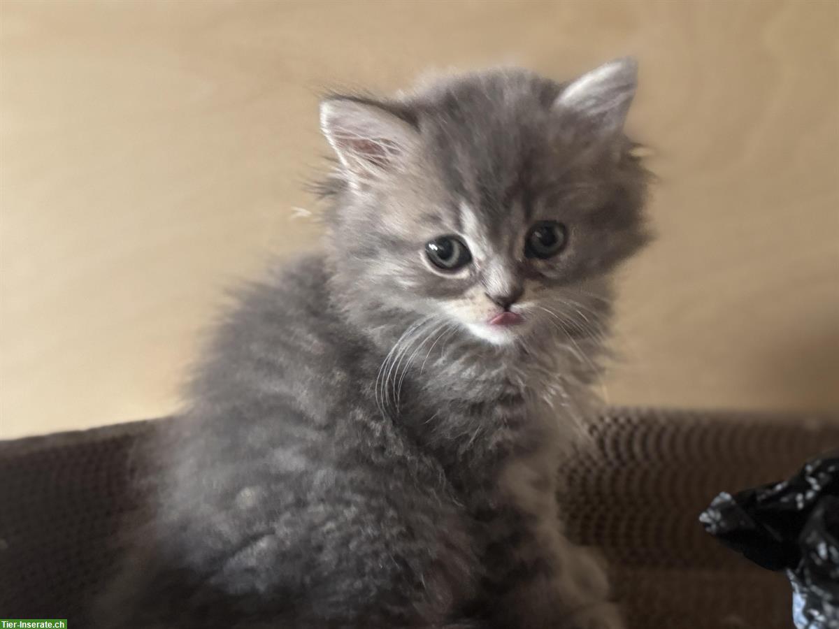 Bild 8: Britisch Langhaar Kitten in verschiedenen Farben