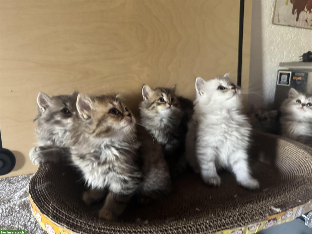Bild 9: Britisch Langhaar Kitten in verschiedenen Farben