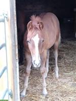 Junger Quarter Horse Wallach