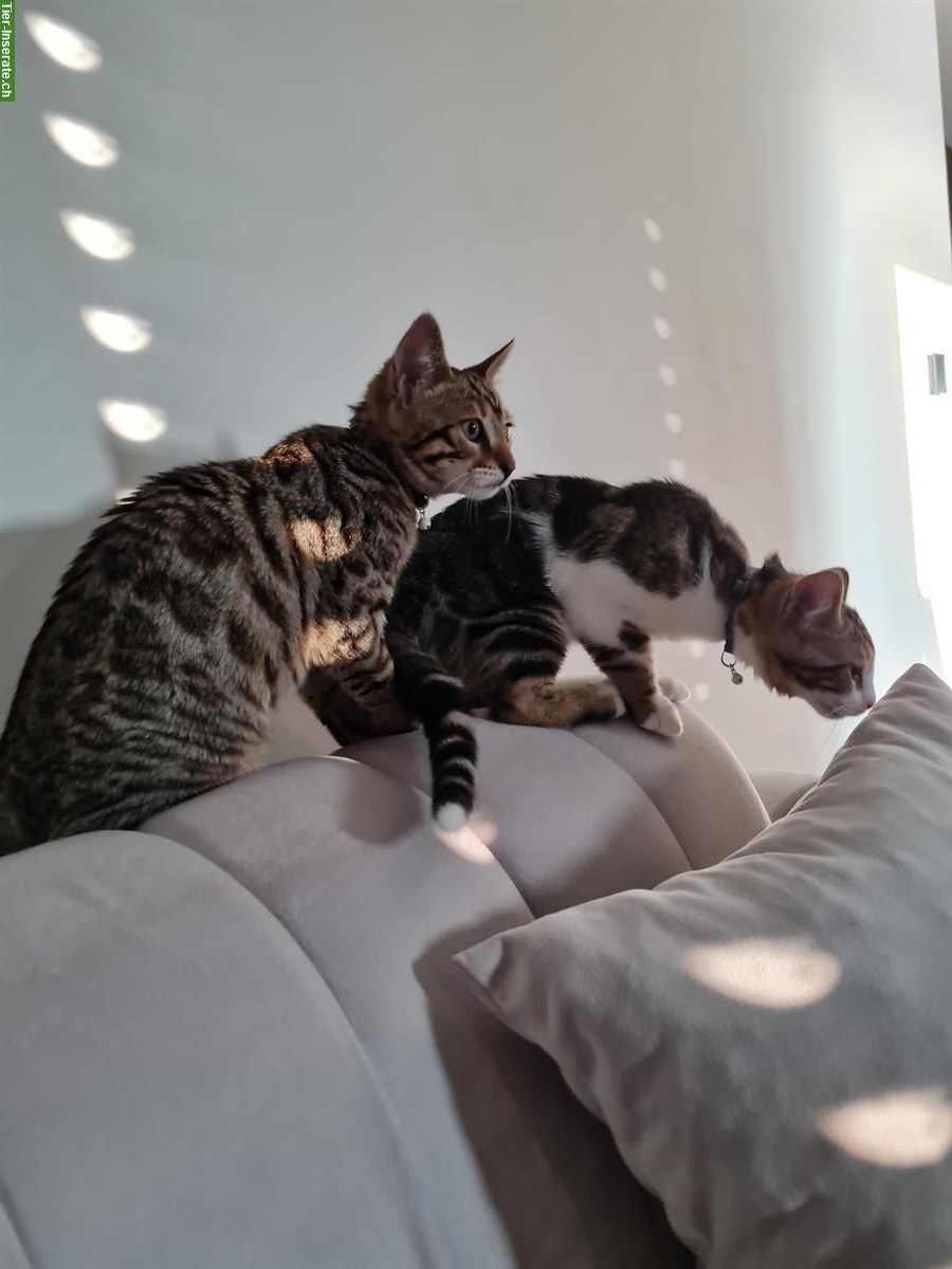 Bild 4: Junge Katerchen abzugeben, sehr zutraulich