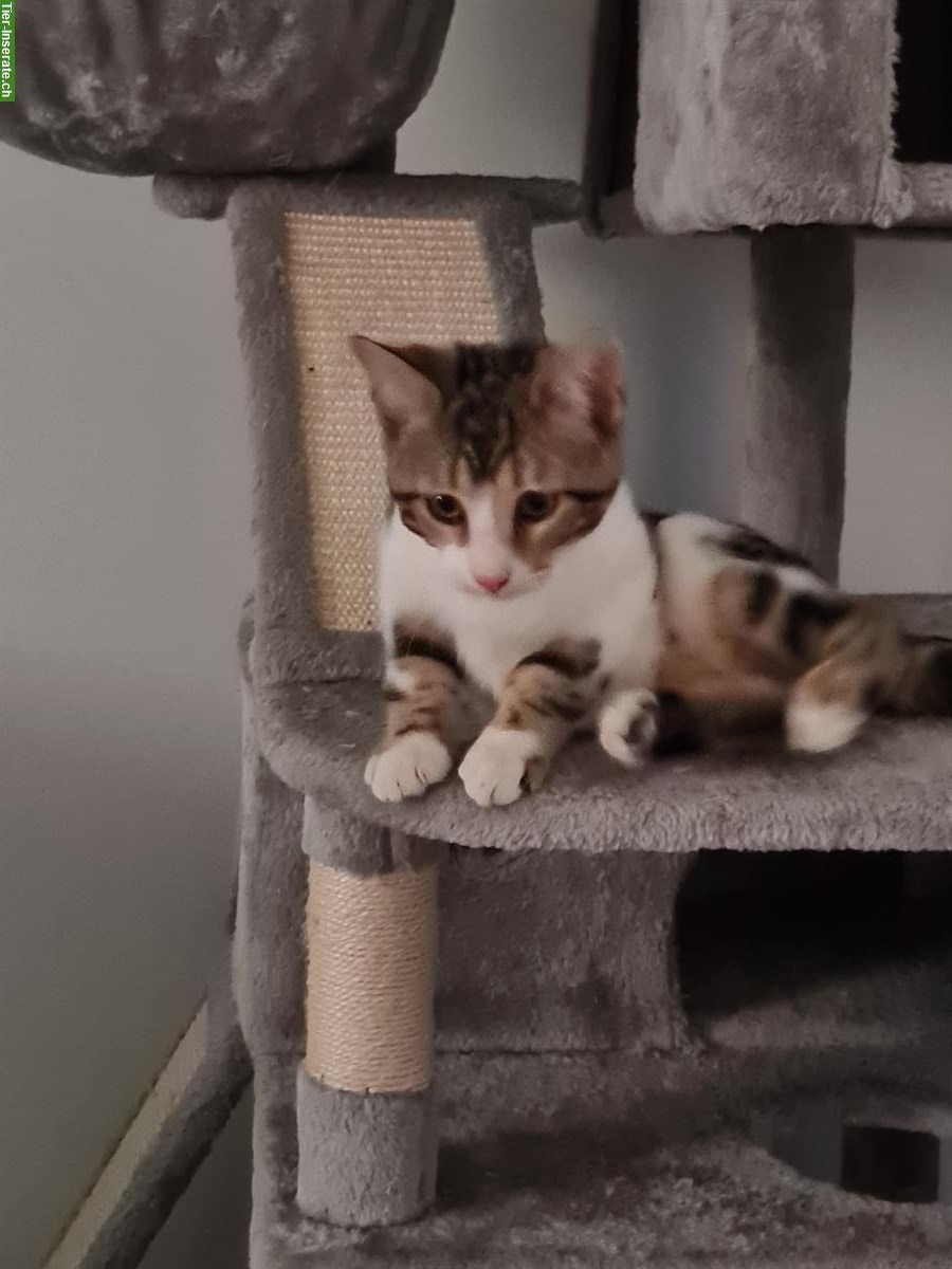 Bild 6: Junge Katerchen abzugeben, sehr zutraulich