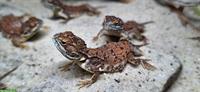 8 Xenagama taylori - Biberschwanzagamen