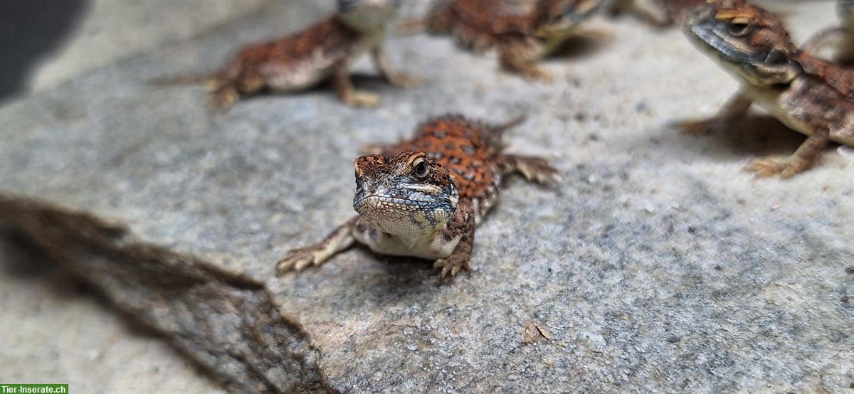 Bild 2: 8 Xenagama taylori - Biberschwanzagamen