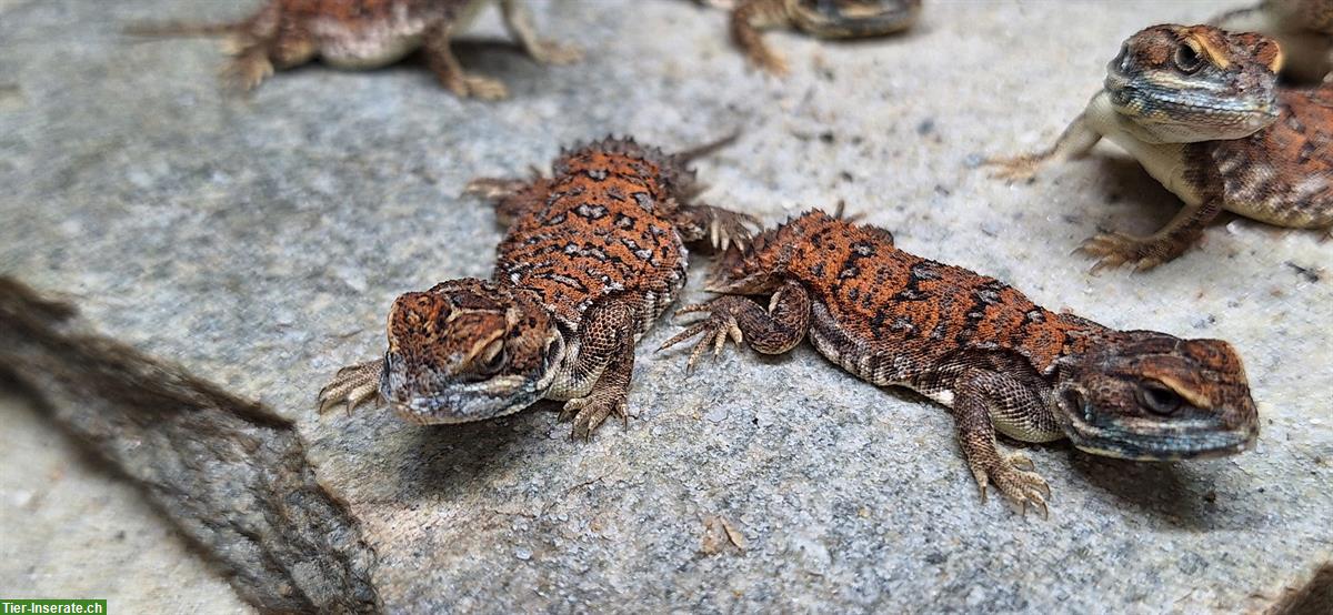Bild 3: 8 Xenagama taylori - Biberschwanzagamen