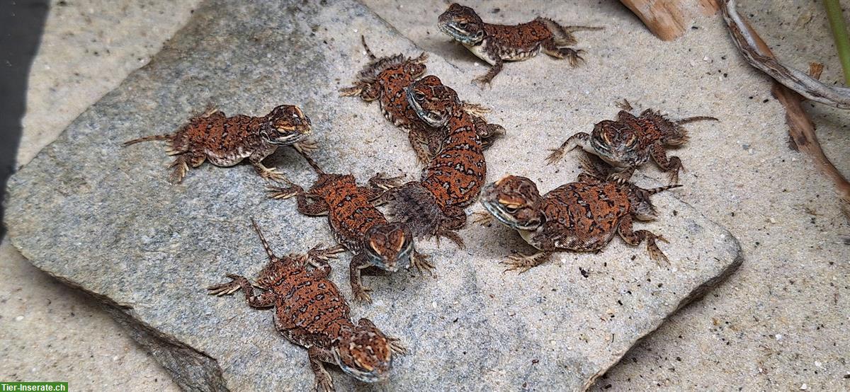Bild 4: 8 Xenagama taylori - Biberschwanzagamen