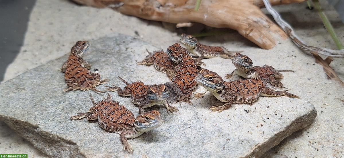 Bild 5: 8 Xenagama taylori - Biberschwanzagamen
