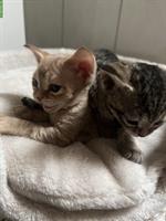 Devon Rex Kitten, Elterntiere mit Stammbaum