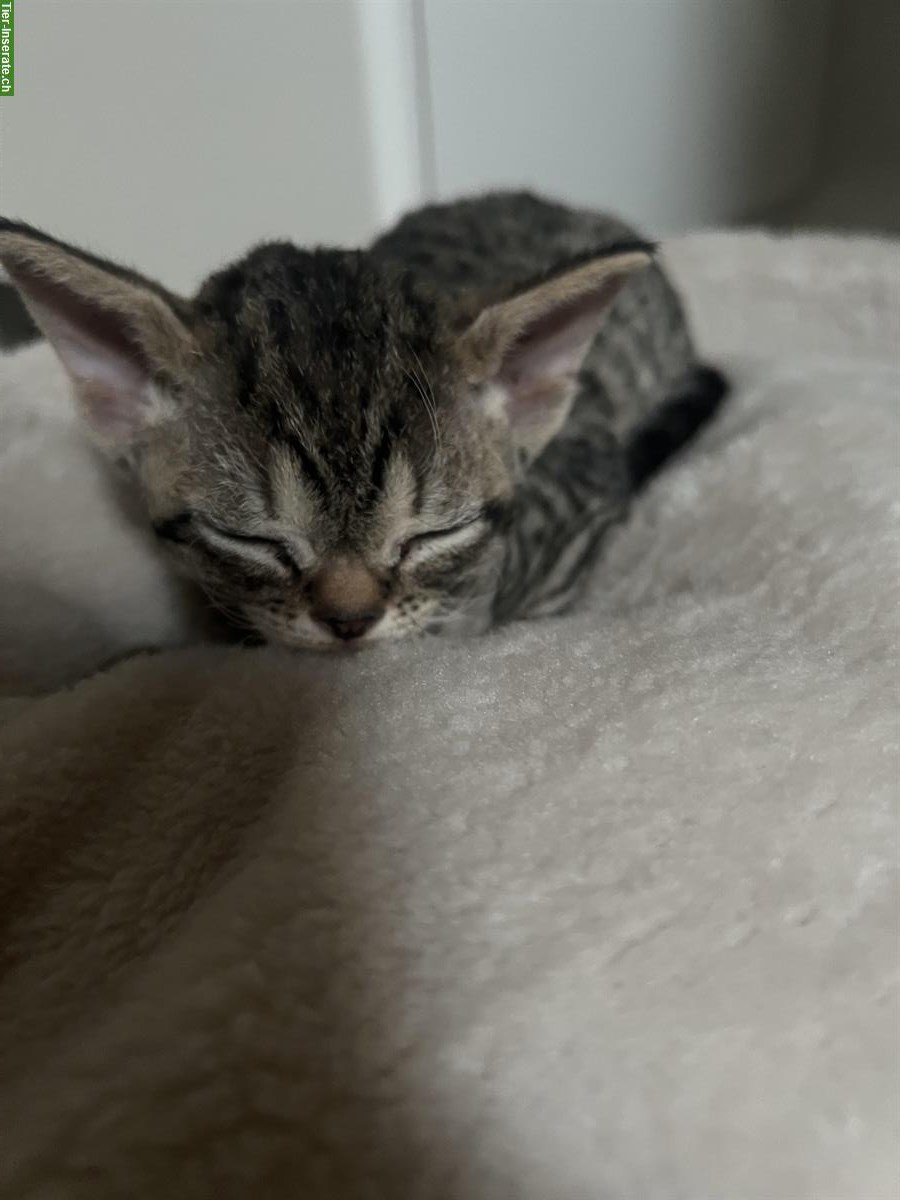 Bild 2: Devon Rex Kitten, Elterntiere mit Stammbaum