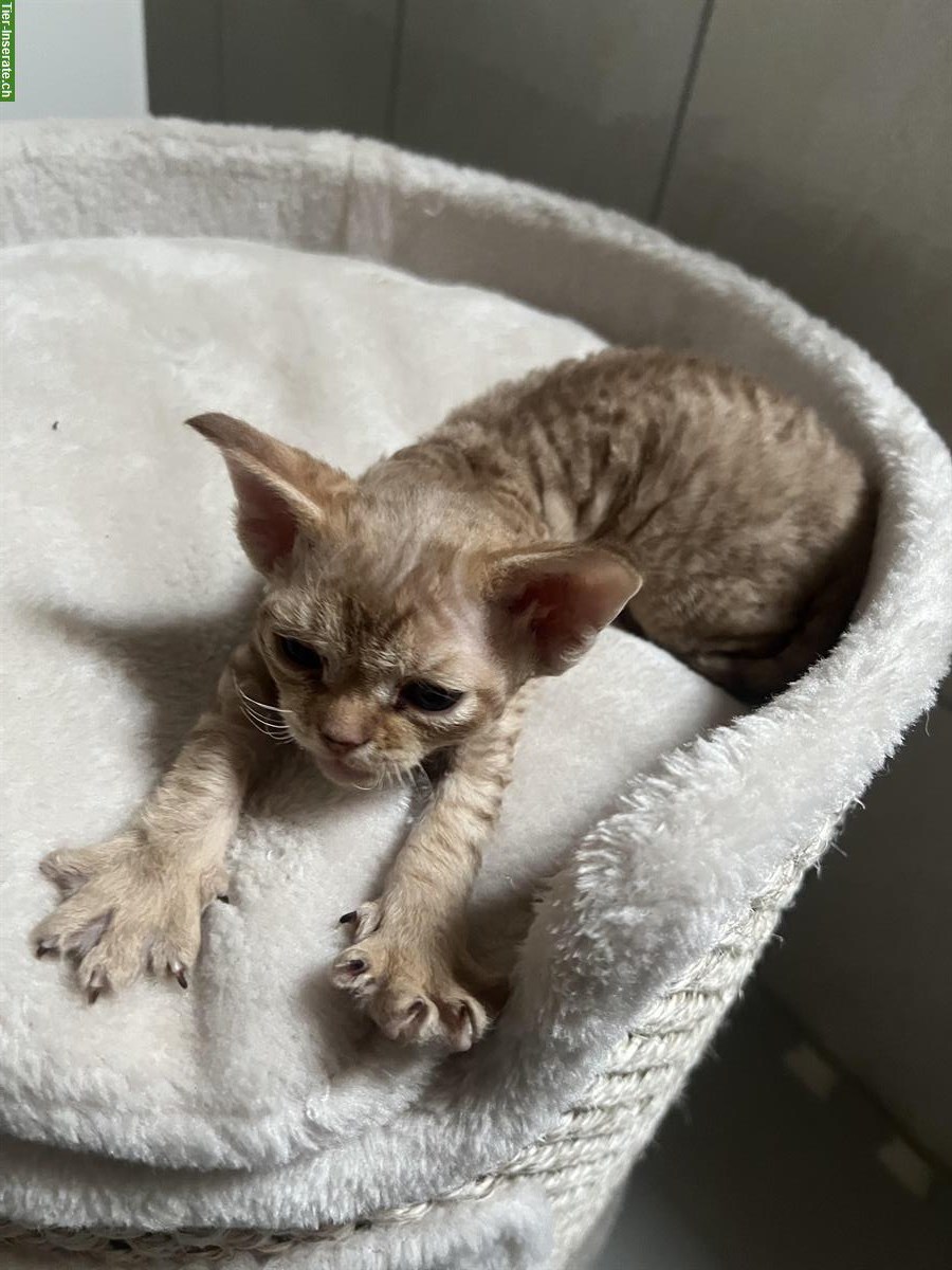 Bild 3: Devon Rex Kitten, Elterntiere mit Stammbaum