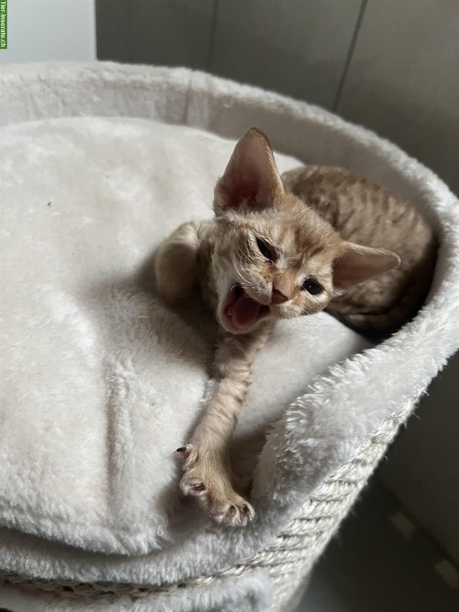 Bild 4: Devon Rex Kitten, Elterntiere mit Stammbaum