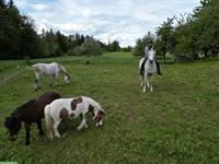 Biete Hilfe mit deinem Pferd / Pony