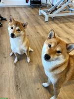 2 liebevolle Shiba Inu Schwestern suchen neues Zuhause